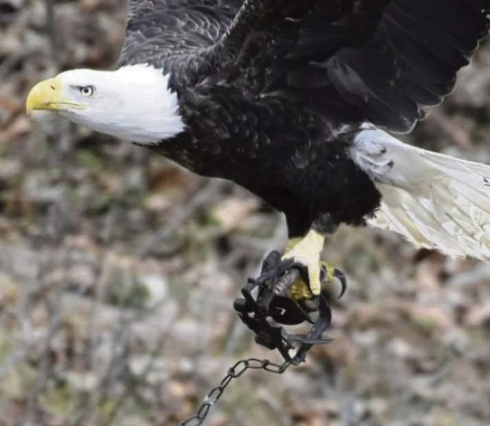 Bald eagle in a steel-jaw leghold trap. Photo by Sue Boardman